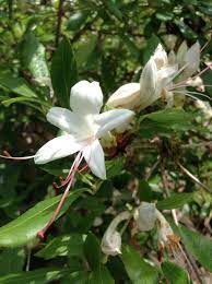 Rhododendron Arborescens Sweet Azalea Fragrant Beautiful Full Of Nectar Hummingbirds Anyone Azaleas Plants Native Plants