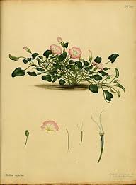 Image result for Falkia