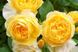Check spelling or type a new query. The 12 Best Types Of Roses For Your Garden Garden Design