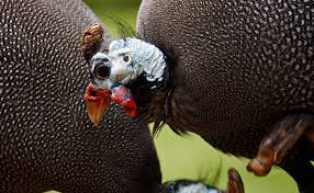 Les poitrines de dinde sont beaucoup plus larges que les poitrines de poulet, vous devrez prendre cela en compte quand vous puisqu'une mijoteuse agit à une température beaucoup plus basse qu'un four, la poitrine de dinde mettra plus de temps à atteindre. Comment Elever Des Dindes Et Des Dindons Conseils Et Bonnes Pratiques