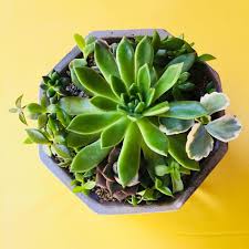 Cactus madera country recuertido 26cm mdf centro mesa adorno. Los Centro De Mesa Con Vida Cactus Y Suculentas Facebook