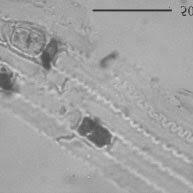 Image result for Eragrostis mildbraedii