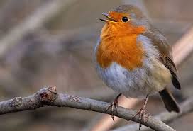 Robin, sidekick crimefighter to batman in the comic, tv show and movie. The Year Of The Robin Bird Spot