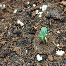 Leaving seedlings to grow too thick will force them to compete with each other for sunlight, water, and soil nutrients. Other General Questions Grow Question By Posse Growdiaries
