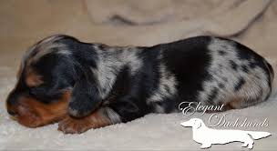 Black And Tan Dapple Dachshund Puppy Black And Tan Dapple Newborn