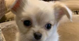 It's important to enforce that you are in charge and to never allow your chihuahua to do anything as a puppy that you do not want them doing as an adult. Kiara S Akc Chihuahuas Of Michigan Kiaras Akc Chihuahuas