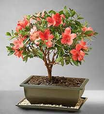 Maybe you would like to learn more about one of these? Azalea Bonsai Bonsai Azalea Bonsai Bonsai Tree