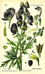 The Crooked Path Of Poison Botanical Drawings Poisonous Plants Botanical Illustration