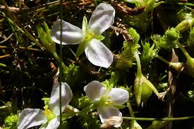 Image result for Mayacaceae