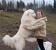 Short Hair Short Haired Great Pyrenees