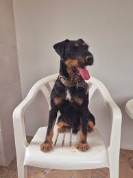 Image result for jagdteriér