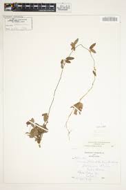 Image result for Rhynchosia goetzei