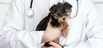 Dog Insurance Comparison Moneyland Ch