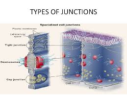 We did not find results for: Cell Junction Cell Junctions In Certain Tissues The