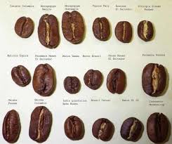 Coffee sieves coffee grind analysis coffee bean grading. Types Of Coffee Beans Off 76 Online Shopping Site For Fashion Lifestyle
