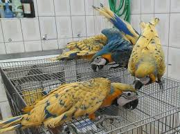 Bird Aviary For Sale Durban Pin By Bria Ammirato On Bird Lover Parrot Pet Birds Parrot Pet