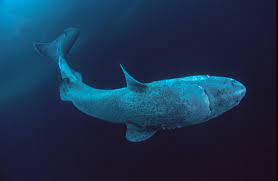 Der grönlandhai hat einen zylindrischen körper und sein kopf ist gemessen an seinem rumpf klein. Gronlandhai 500 Jahre Alt Kann Der Riesige Eishai Werden Galileo