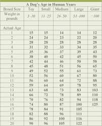 Very Accurate Dog Age Chart Dog Ages Dog Age Chart Dogs