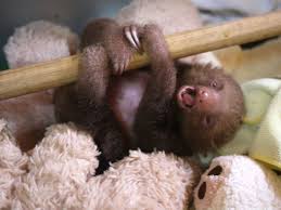 Ver más ideas sobre perezoso, oso perezoso, perezoso bebe. Perezosos Bebe Sonidos Actitudfem