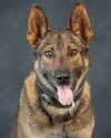K9 Leo, Marion County Sheriff's Office, Florida