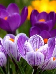 Shirley Fern Hampton Obituary