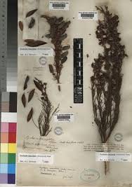 Image result for Maerua becquetii