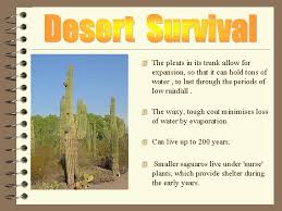 So the cacti have made it out of surgery and now we'll wait and see if that stopped the rot. 4 How Do Animals And Plants Survive In