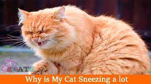 My Cat Sneezes Why Is My Cat Sneezing A Lot Catsfud Cat Sneezing Cats Why Do Cats Sneeze