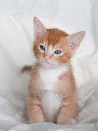 When Can You Tell If A Kitten Will Be Long Hair Thecatsite Com Kittens Cutest Long Haired Kittens Orange Kittens