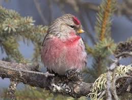 Black Bird With Red And Yellow Chest Pin On Garden