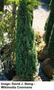 Browse our wide selection of beautiful accent trees, flowering shrubs, & perennials. 32 Dwarf Conifers Dwarf Pine Spruce Cypress Juniper Yew Pictures