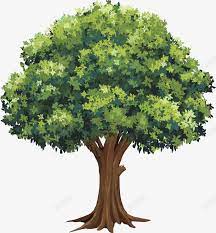 植物大树免抠素材免费下载 素材fjxzuuepu 新图网in 2021 herbs photoshop parsley