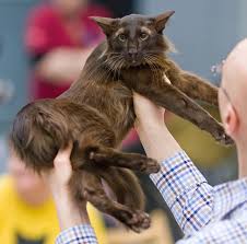 Plus, they may trigger an allergic reaction in people with dander. Oriental Longhair Wikipedia