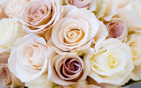 Are you searching for flower png images or vector? Download Wallpapers White Roses Pink Roses Background With Roses Beautiful Flowers Roses Bouquet Of Roses For Desktop Free Pictures For Desktop Free