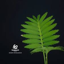 Image result for Monadenium spinulosum