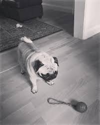 Pin By Mark Hickinbotham On My Boy My Boys Animals Dogs