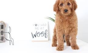 Last one left in this great litter of six. Goldendoodle Puppy For Sale Adoption Rescue For Sale In Naples Florida Classified Americanlisted Com
