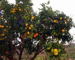 Enjoy three different fruits or varieties on one tree! Italy Citrus Multi Graft Created On A Single Tree Pflanzen Fruchte Lecker