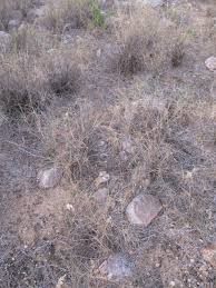 Image result for Schmidtia pappophoroides