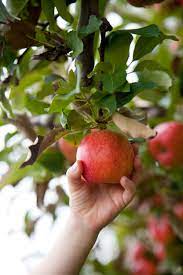 Yes You Really Can Grow A Tree From Store Bought Apples Here S How Apple Tree From Seed Apple Garden Growing Apple Trees