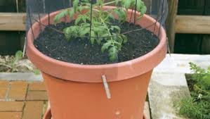 Learn the most effective tips for growing tip 12: How To Grow Tomatoes In Containers Finegardening