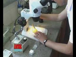 Maybe you would like to learn more about one of these? Diagnostico De Enfermedades Y Plagas Youtube