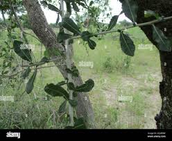 Image result for Commiphora africana