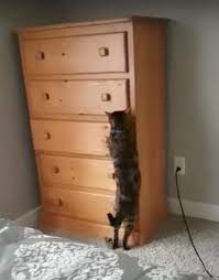 Watch a clever cat go from totally slick to totally busted when he tries to raid a drawer in the video above. A Clever Cat Skillfully Opens A Dresser Drawer Jumps In And Closes It From The Inside