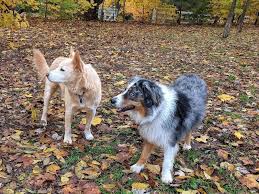 Trilby animal hospital, which dr. Pet Care Resources In Washtenaw County Ann Arbor Family