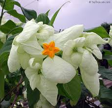 Image result for Mussaenda rivularis