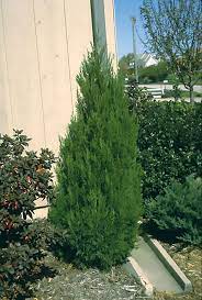 Kultivar spartan juga dikenal sebagai juniper spartan tiongkok. Spartan Juniper Wyoming Plant Company