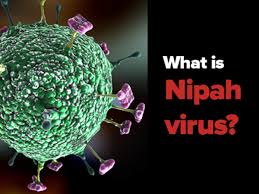 Fruit bats, also called flying foxes, are the animal reservoir for niv in nature. Nipah Virus All About Nipah The Virus That Has Entire Kerala In Panic Mode