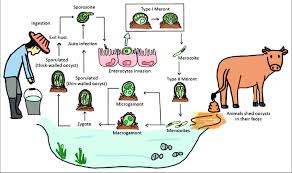 Cryptosporidium is the single genus in the cryptosporidiidae family and contains at least 13 recognised species. Life Cycle And Transmission Of Cryptosporidium Spp Picture By Download Scientific Diagram