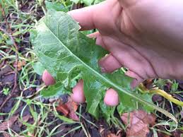 A german university study found that the common dandelion (taraxacum officinale) can block spike proteins from binding to the ace2 cell surface receptors in human lung and kidney cells. Foraging For Dandelions Wild Lettuce And Edible Wild Lookalikes Good Life Revival